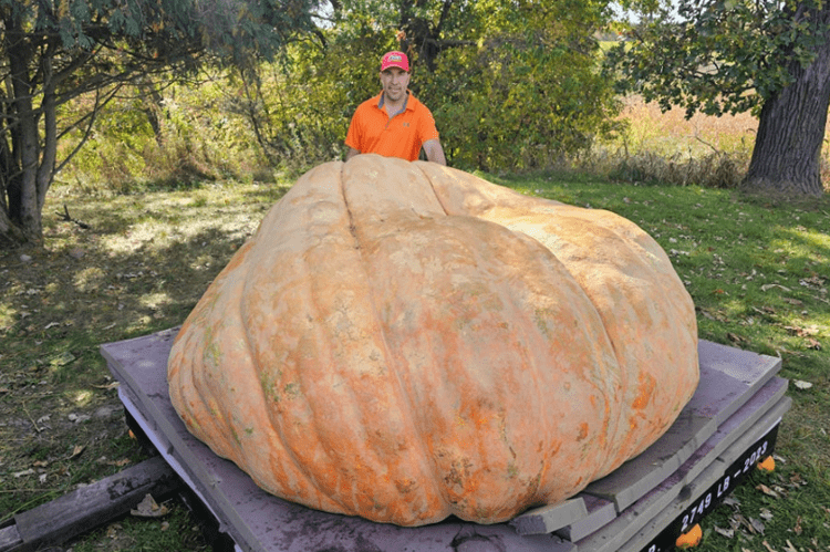 Ecco Rudy, la zucca più grande del mondo: pesa oltre 1 tonnellata Ecco Rudy, la zucca più grande del mondo: pesa oltre 1 tonnellata
