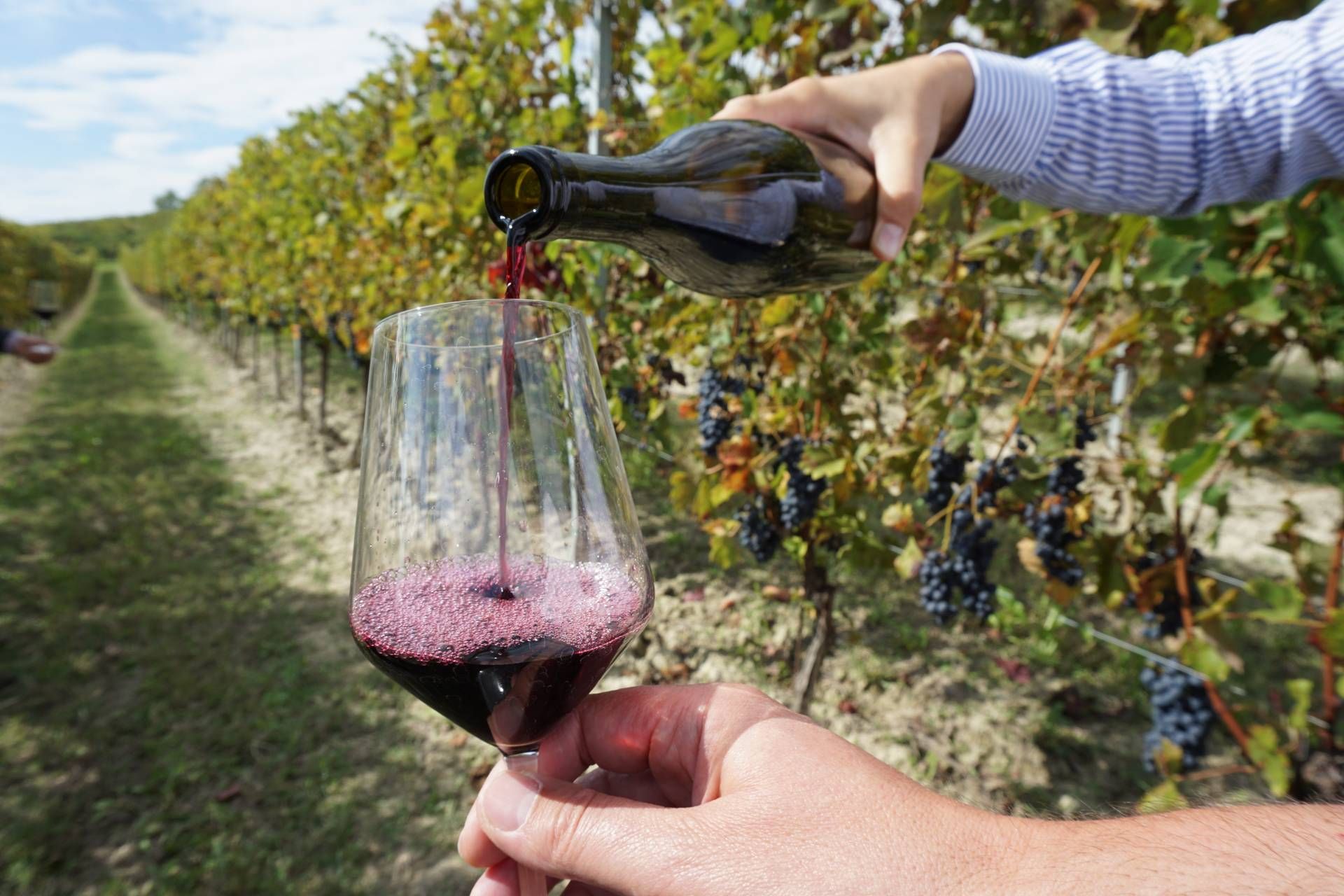 bicchiere vigneti federvini comm