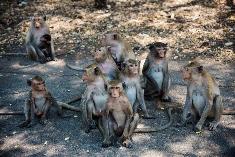 Un gruppo di scimmie - 

