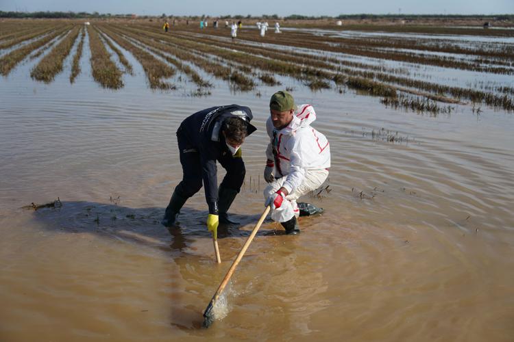 Un agente di polizia e un volontario cercano le vittime in una risaia del parco nazionale dell'Albufera, vicino a Catarroja - (Afp)