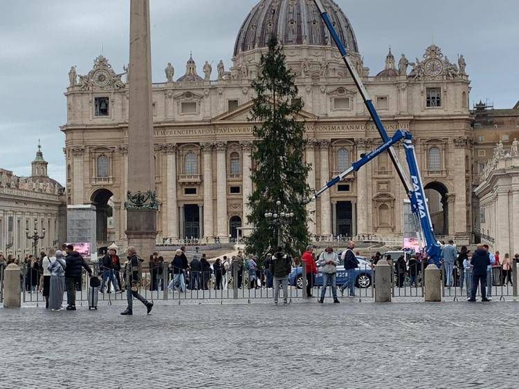 L'albero di Natale a piazza San Pietro