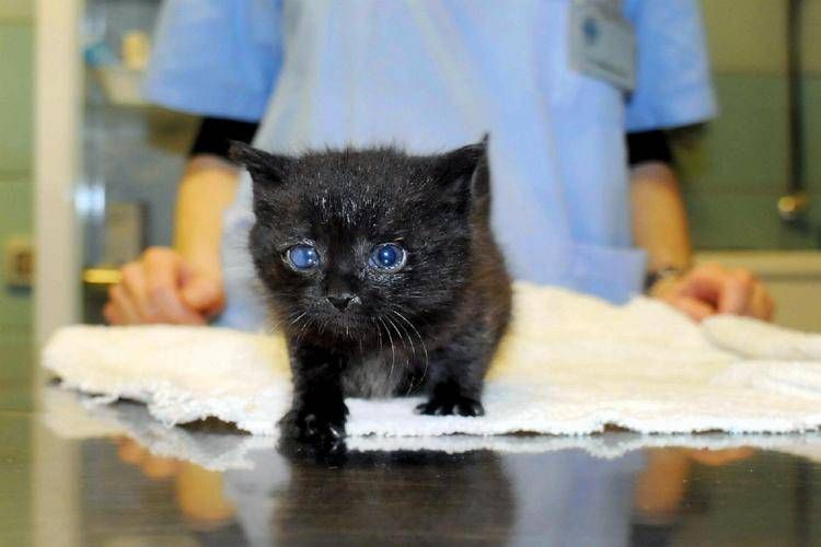 Gatto dal veterinario - Fotogramma