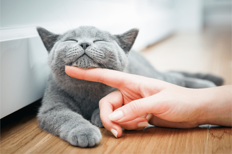 Farmaci, da Gemmato ok a uso veterinario anti Covid che salva i gatti