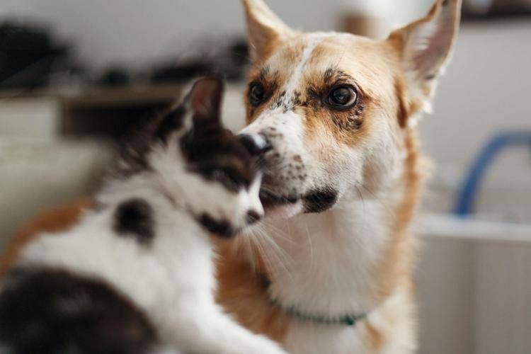 Un cane e un gatto - (123RF)