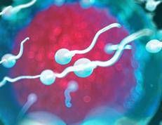 Spermatozoi - 

