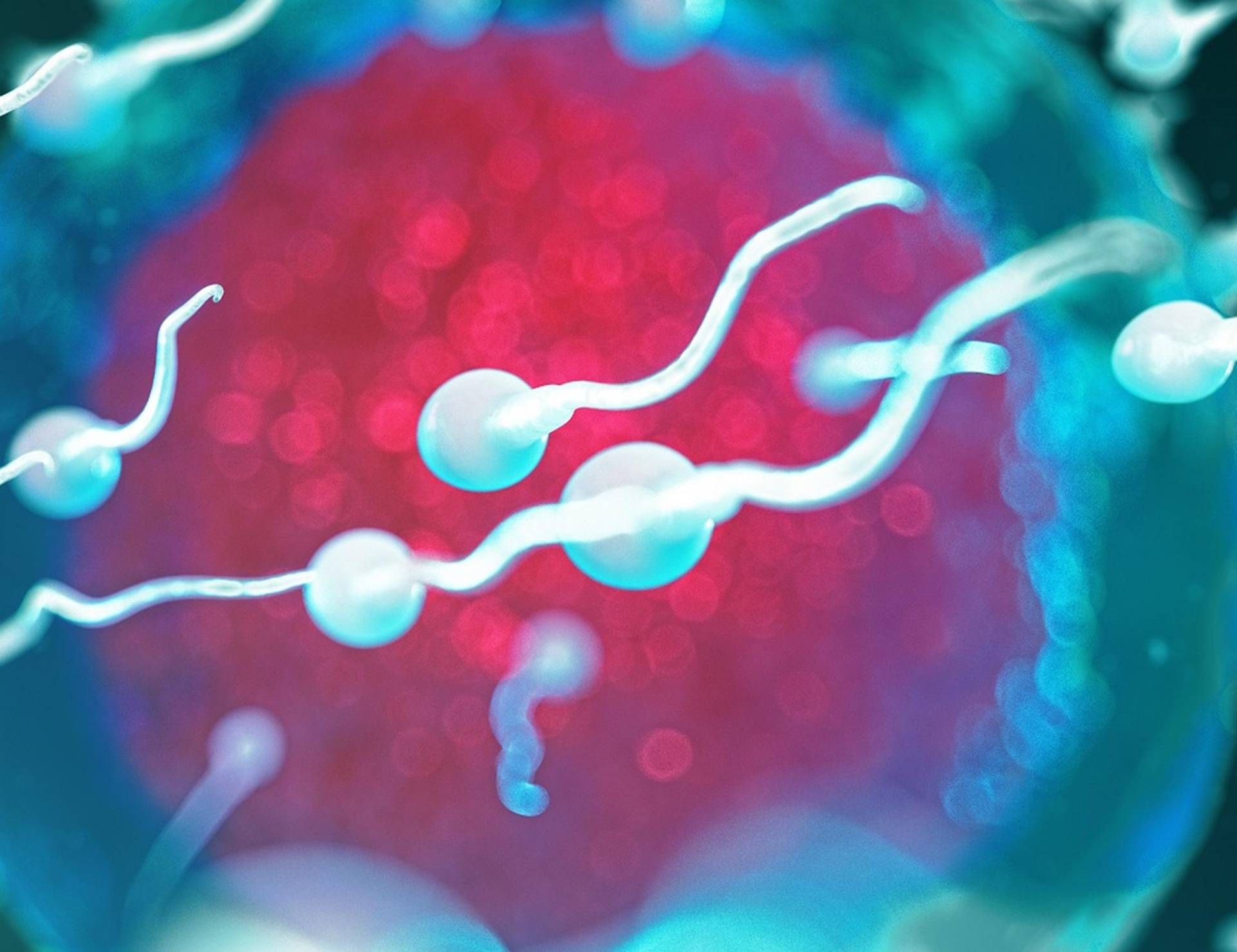Spermde erkeklerin uzun ömürlülüğü (veya değil) ipucu: araştırma