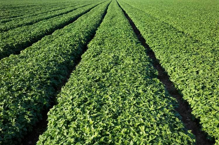 Pesto Barilla, la qualità parte in aula con l’Accademia del Basilico