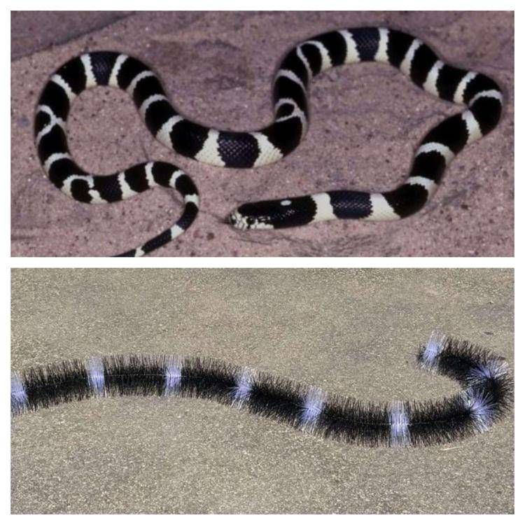 Italgam, disponibile anche online lo scovolo Evo Snake contro i piccioni