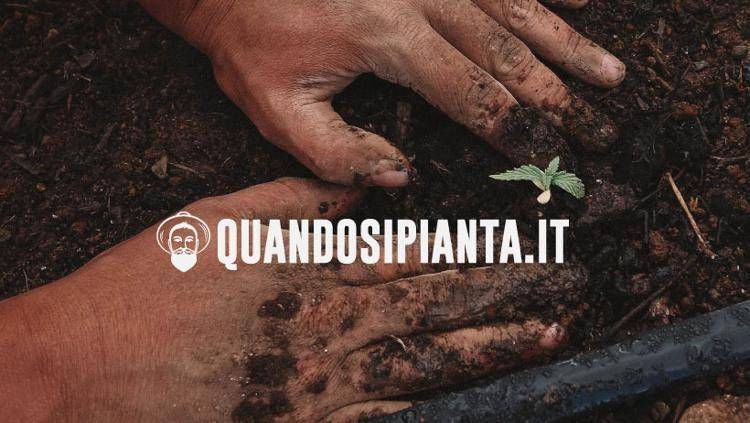 Quando Si Pianta: La Rivoluzione dell'informazione green made in Italy di Tullio Fiore