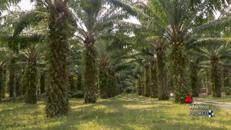 Cosmetica: Cosmoprof, olio di palma certificato per maggiore sostenibilità del settore