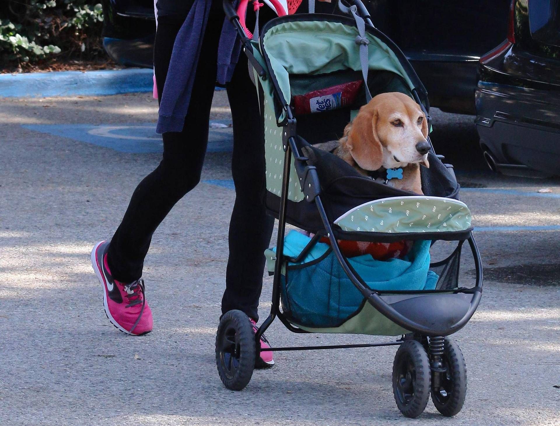 Çocuklar yerine köpekler? Bir Araştırmada Gerçek