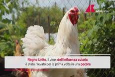 Aviaria, virus rilevato per la prima volta in una pecora