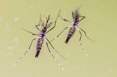 Estate, anche in viaggio le zanzare fanno paura, boom richieste su West Nile e Dengue