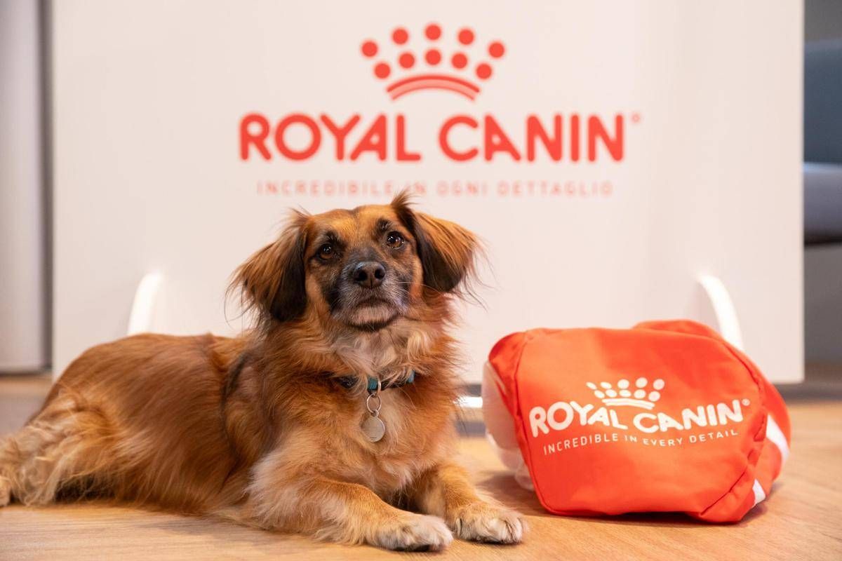 Animali, Royal Canin presenta la ricerca SWG sui pet owner