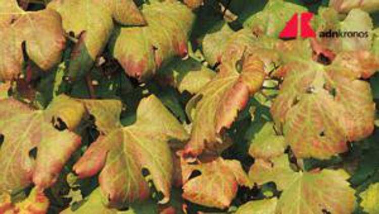 Agricoltura, Ismea: nel 2024 valori assicurati per 9,6 mld, comparto vitivinicolo al top