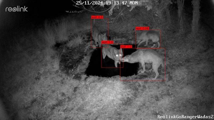 WADAS, l’AI protegge la fauna selvatica: il progetto sperimentale nel Parco Nazionale d’Abruzzo WADAS, l’AI protegge la fauna selvatica: il progetto sperimentale nel Parco Nazionale d’Abruzzo