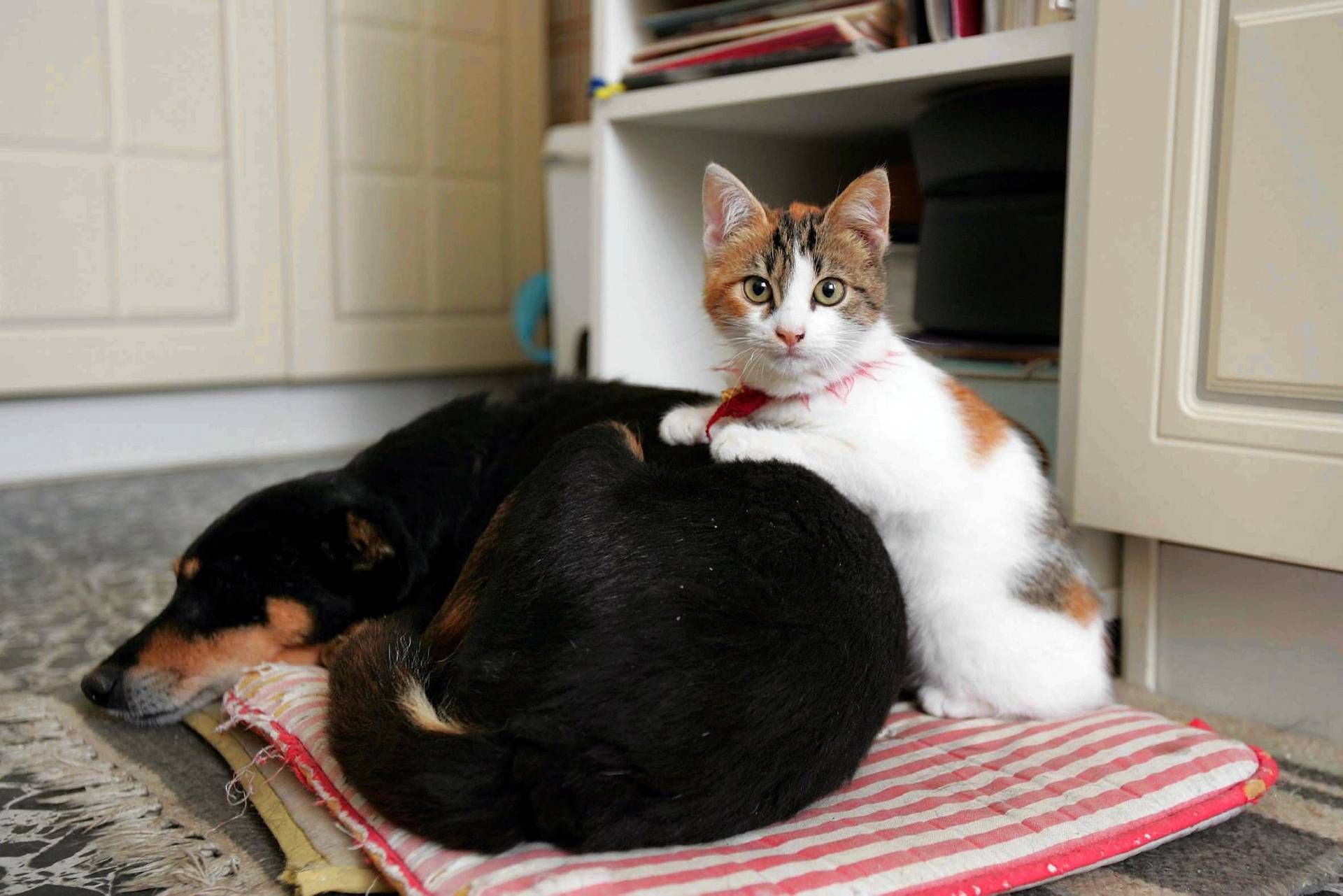 Botti e fuochi d'artificio, come proteggere cani e gatti da stress e rischi