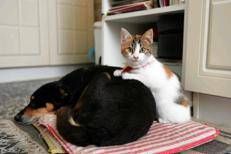 Cani e gatti, come proteggerli da botti e fuochi d'artificio - Fotogramma