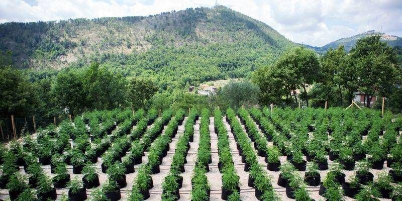 Kenevir zinciri alarmı, İtalya'da 30 bin iş riski altında