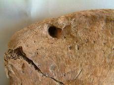 Segno di dente di leone sull'osso dell'anca - Maynooth University