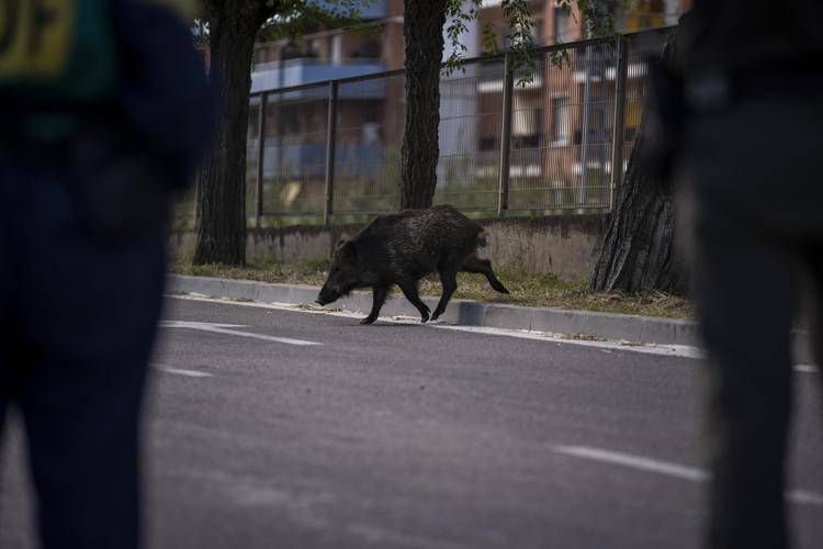 Isola d'Elba, cinghiale attraversa la strada all'improvviso: motociclista muore nello scontro