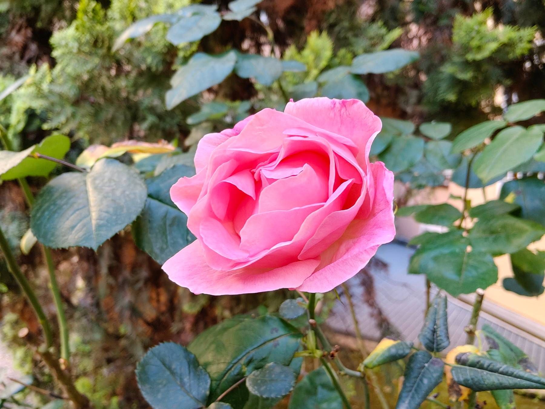 fotorealme145g
