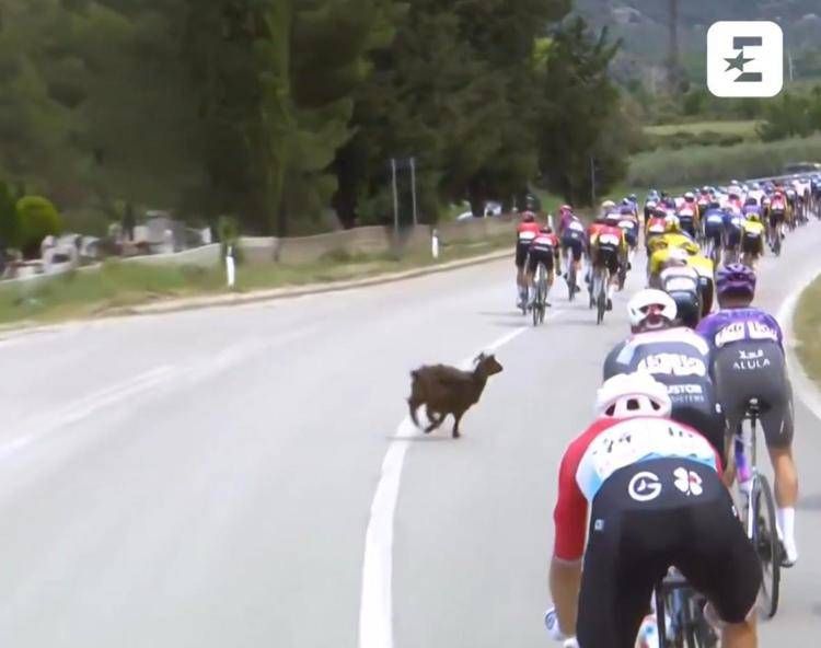 Giro d'Italia, una capra taglia la strada al gruppo - Video