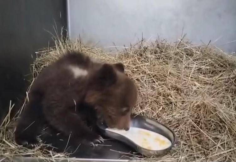 Orsetta marsicana salvata nel Parco nazionale comincia a mangiare da sola - Video