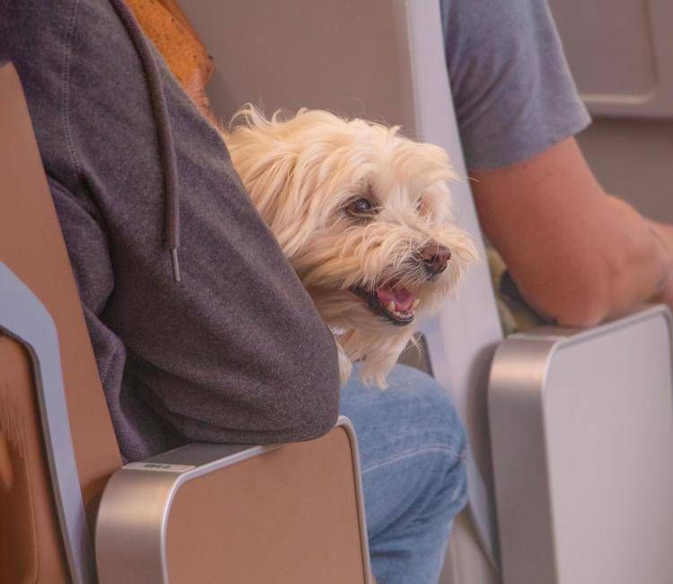Animali in cabina sugli aerei, 'preoccupazione' da Federasma e allergie