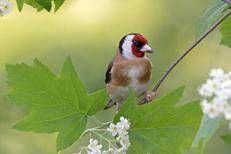 Cardellino, Luigi Sebastiani