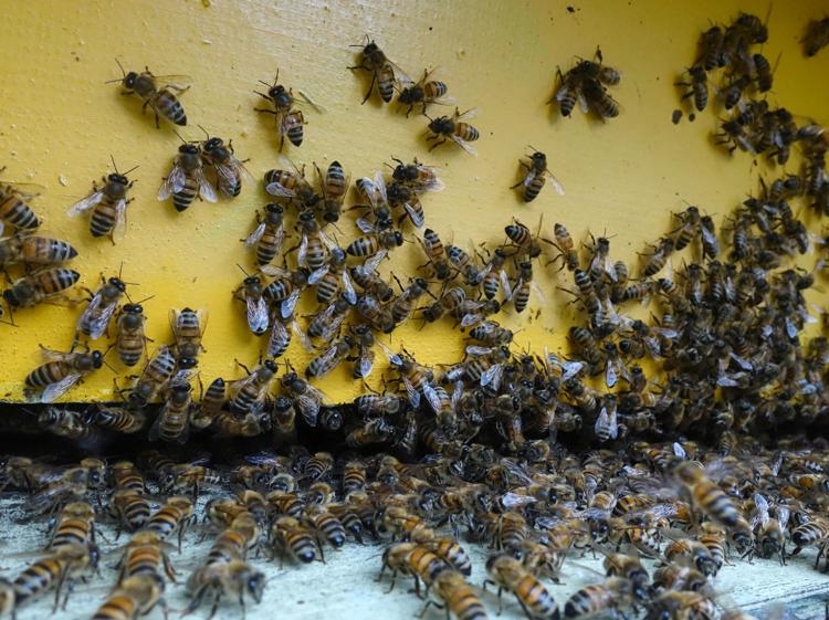 Giornata mondiale delle api, Wwf: "Oltre il 40% degli impollinatori rischia l’estinzione"