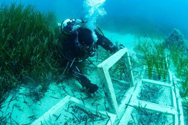 Terna ha concluso il trapianto di Posidonia oceanica nell’approdo di Terra Mala