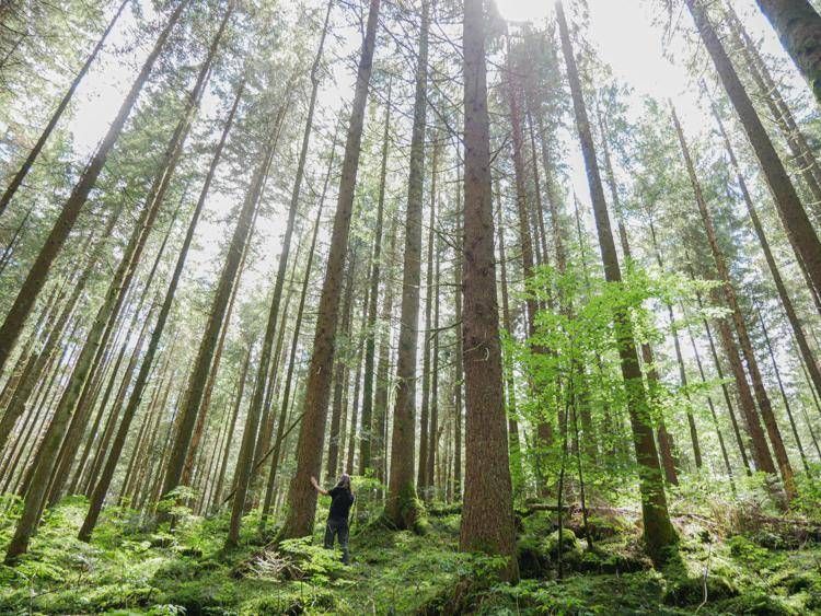 Foresta