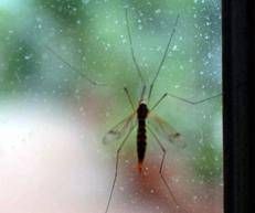 Zanzara (Fotogramma)