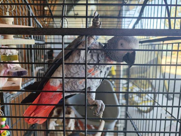 Fuggito nel 2018, il pappagallo Gino torna a casa dopo 7 anni