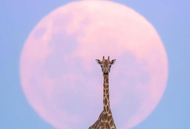 Luna di Fragola in arrivo, cosa succede l'11 giugno 2025 e come osservarla