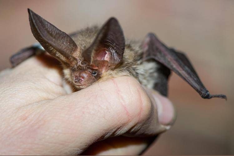 Un pipistrello - (Ipa)