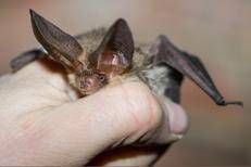 Un pipistrello - (Ipa)