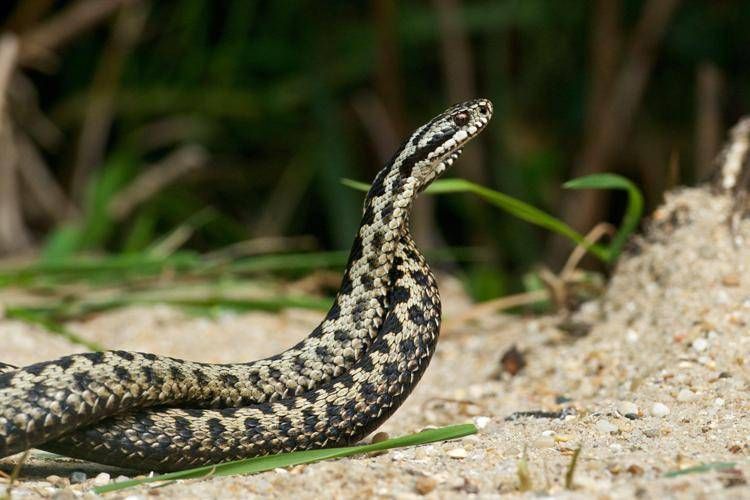 Morso di vipera, cosa fare? "Calma primo antidoto per non diffondere il veleno"