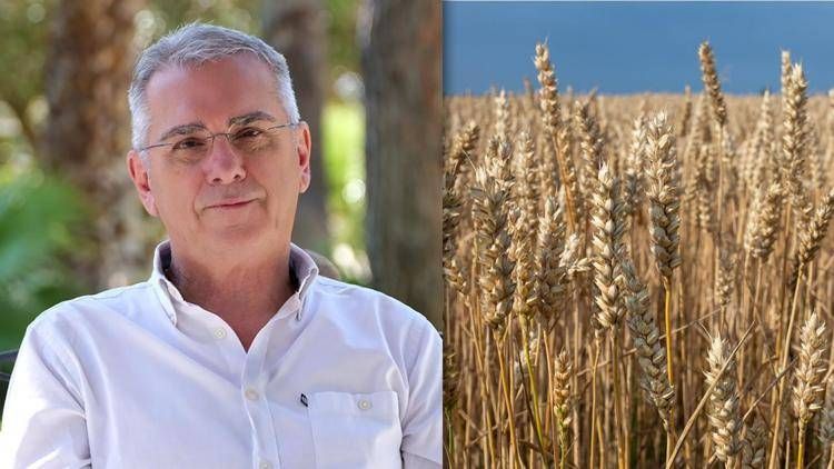 Nutriente, versatile e senza glutine, cos'è il 'Grano de oro'