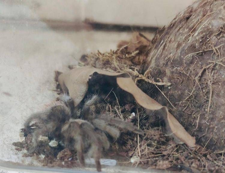 Milano, trovata una tarantola in strada