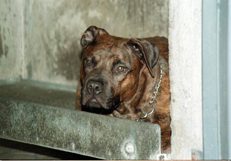 Aggredito da pitbull, il racconto: "Io tra pochi sopravvissuti, vivo grazie a un passante"