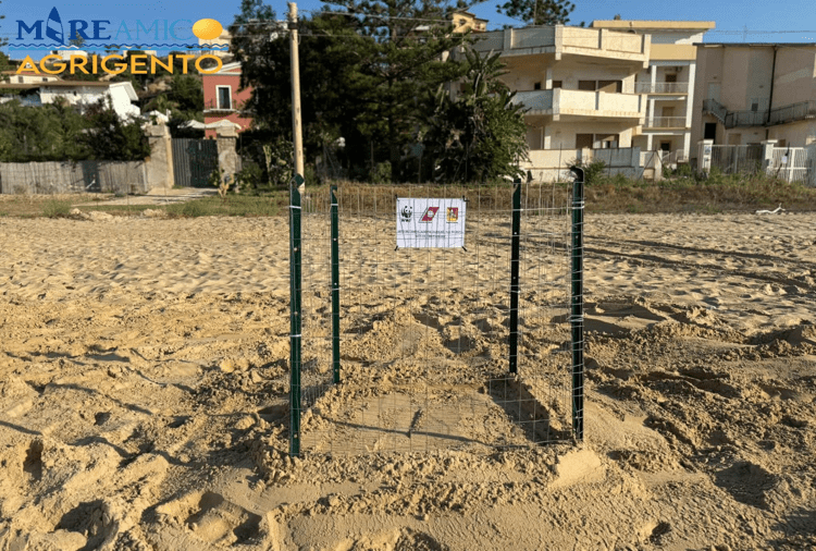 Agrigento, Caretta caretta depone uova in spiaggia