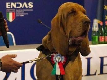 Bruno, cane eroe ucciso con boccone pieno di chio