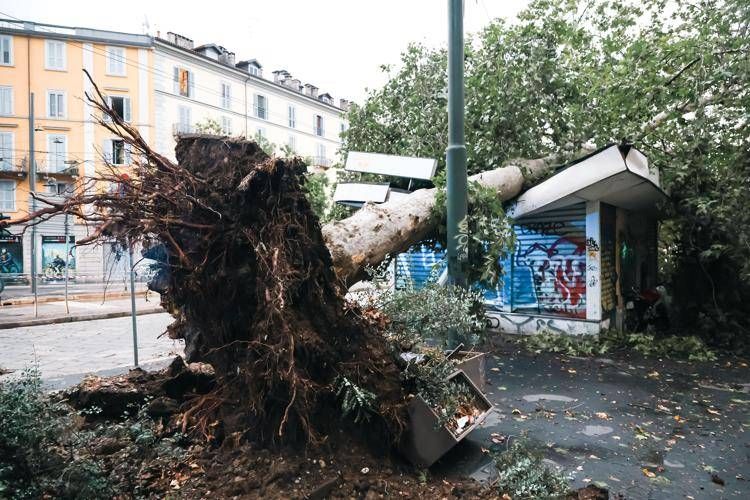 Maltempo, alberi caduti e allagamenti in Lombardia e Liguria