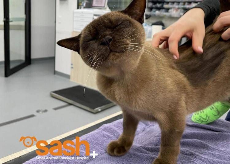 Il gatto Pablo - Facebook / SASH - Small Animal Specialist Hospital