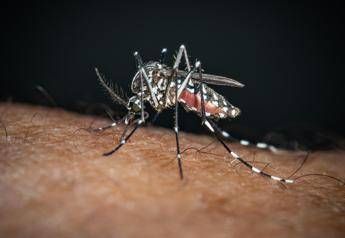Sos Dengue e Chikungunya, aumentano i casi autoctoni: la mappa del rischio in Ital
