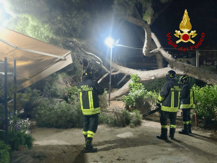 Albero si abbatte su un negozio, nessun ferito