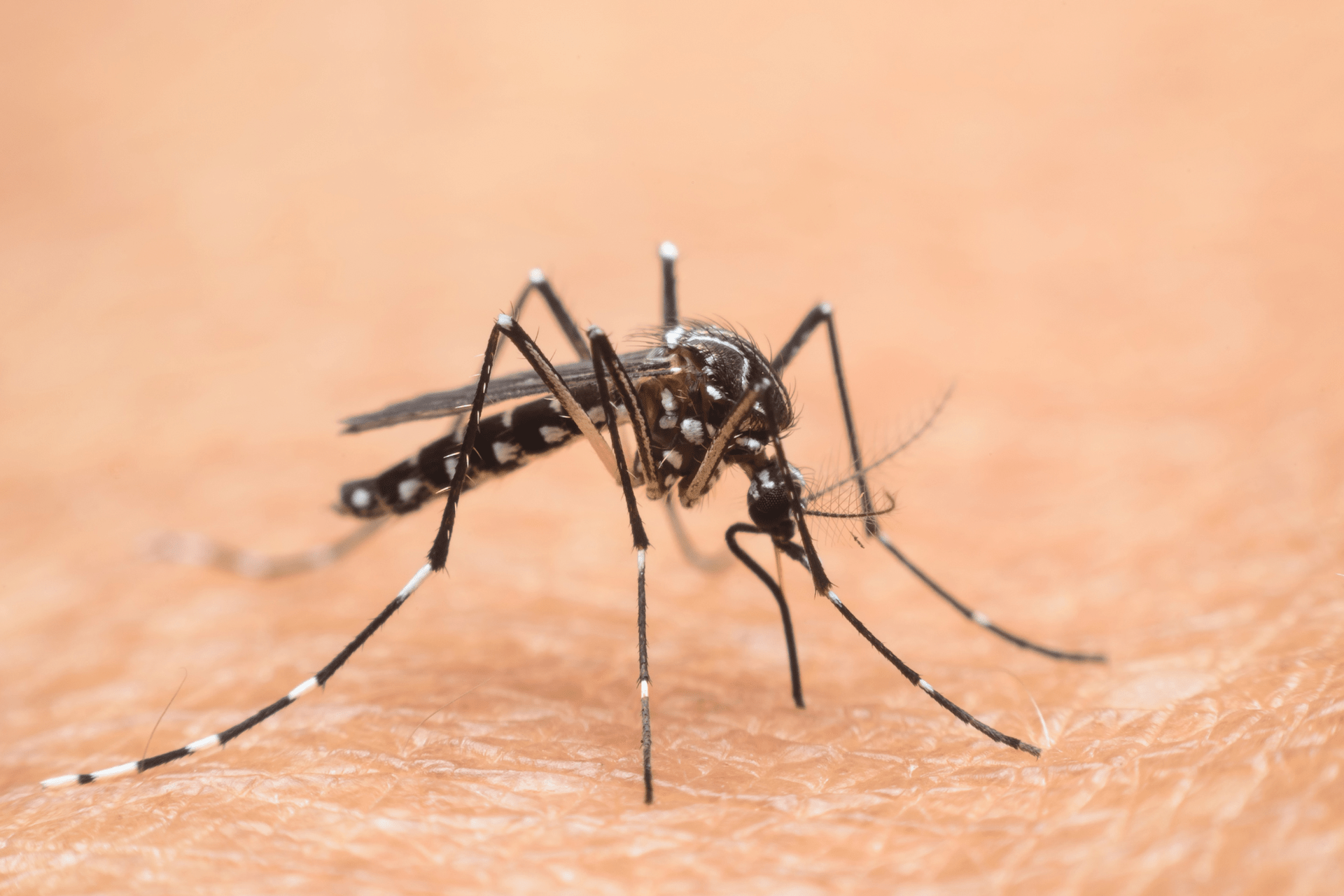 Nel Lazio primi 2 casi autoctoni di West Nile, oggi cabina di regia in Regione Nel Lazio primi 2 casi autoctoni di West Nile, oggi cabina di regia in Regione