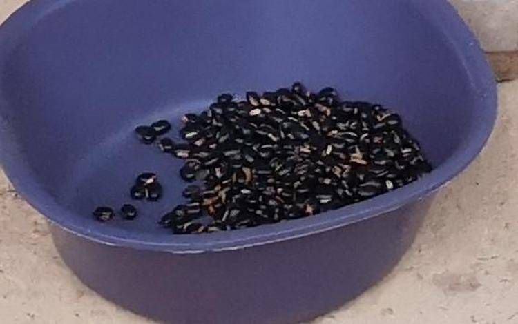 Mucuna Pruriens - Regione Lombardia